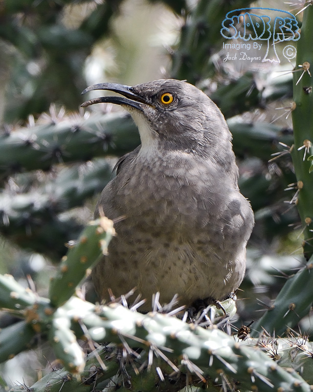 Curve-Billed Thrasher - Toxostoma curvirostre