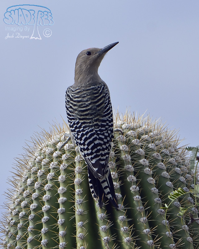 Gila Woodpecker - Melanerpes uropygialis