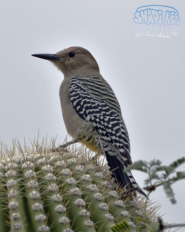 Gila Woodpecker - Melanerpes uropygialis