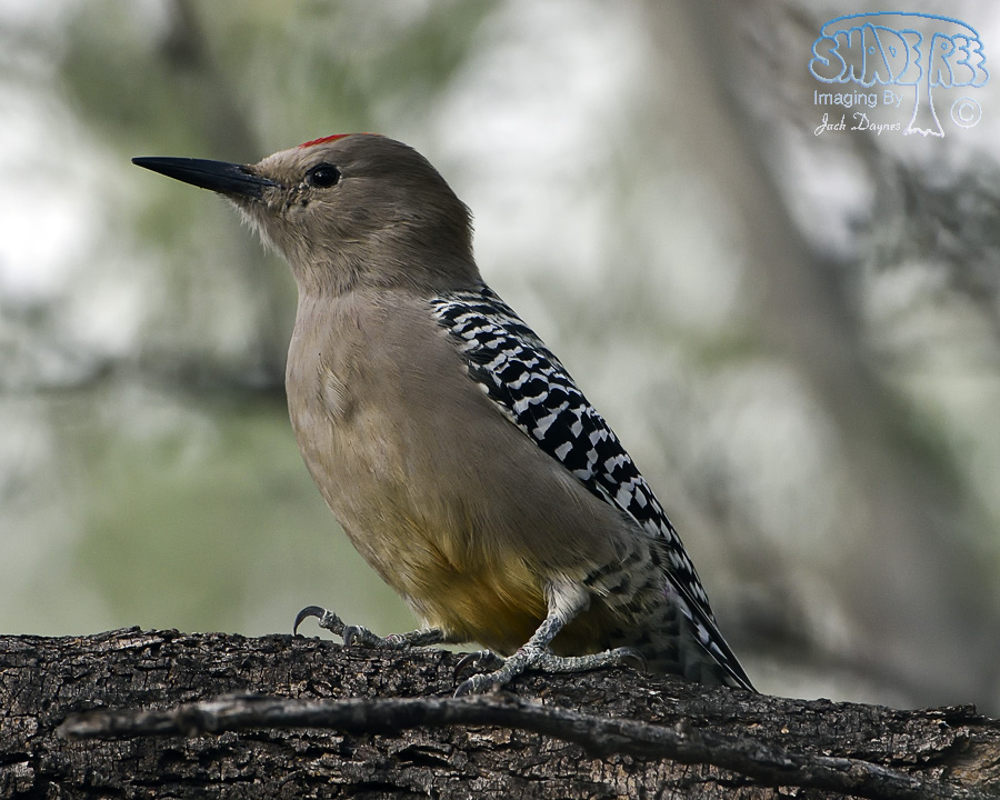 Gila Woodpecker - Melanerpes uropygialis
