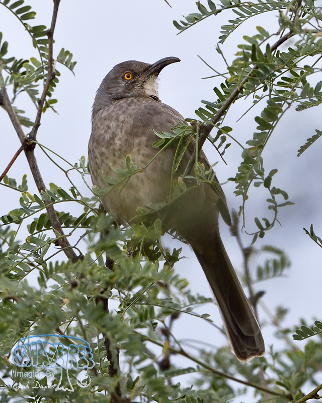 Curve-Billed Thrasher - Toxostoma curvirostre