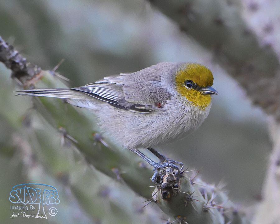 Verdin - Auriparus flaviceps