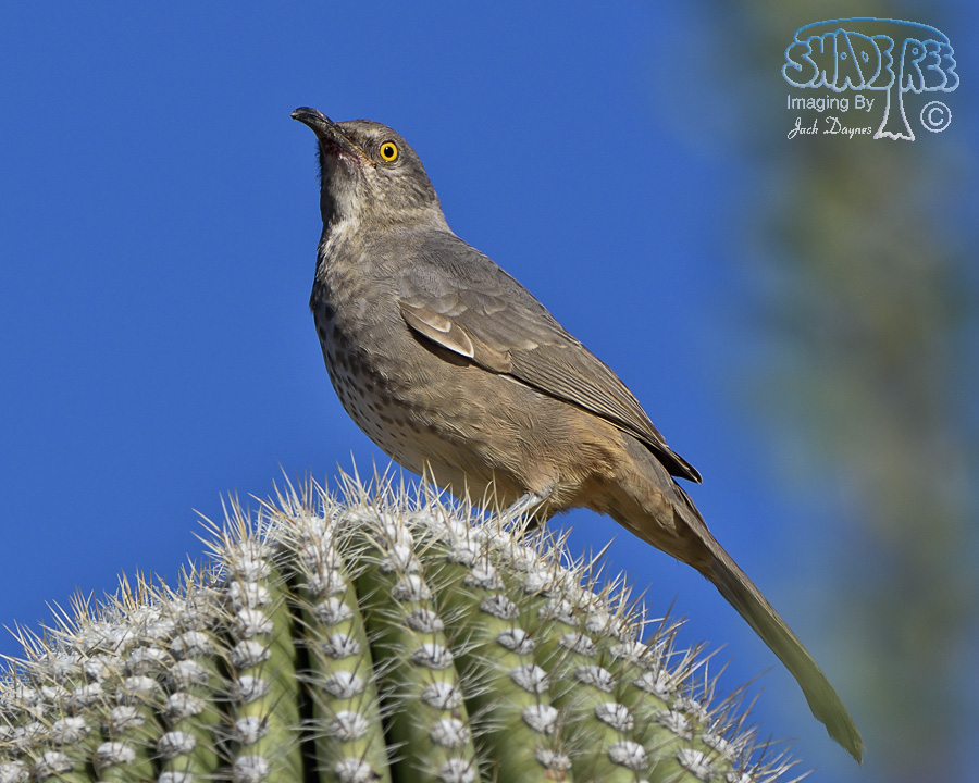 Curve-Billed Thrasher - Toxostoma curvirostre