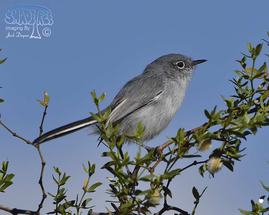 Black-Tailed Gnatcatcher - Polioptila melanura