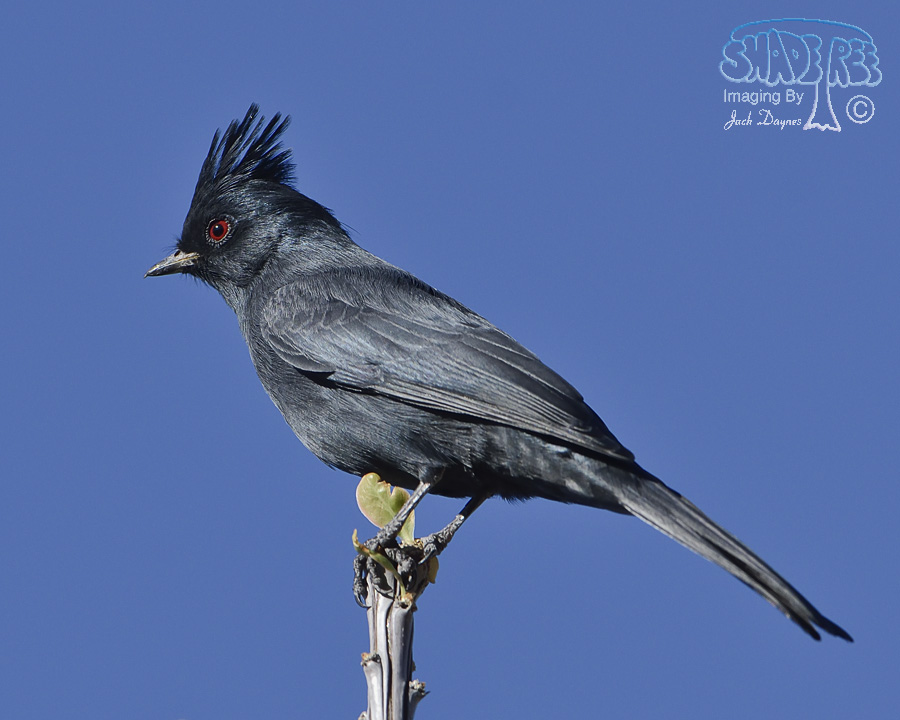 Phainopepla - Auriparus flaviceps