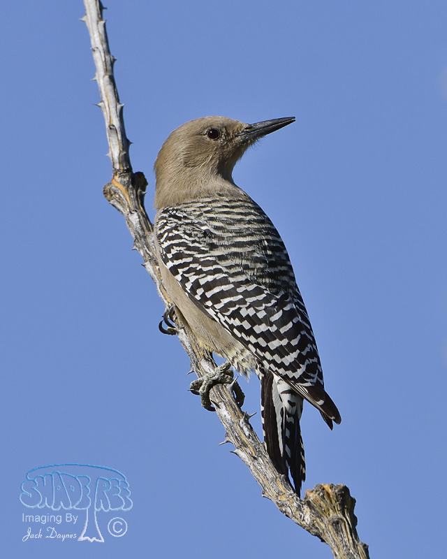 Gila Woodpecker - Melanerpes uropygialis