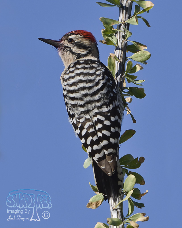 Ladder-Backed Woodpecker - Phasianus colchicus