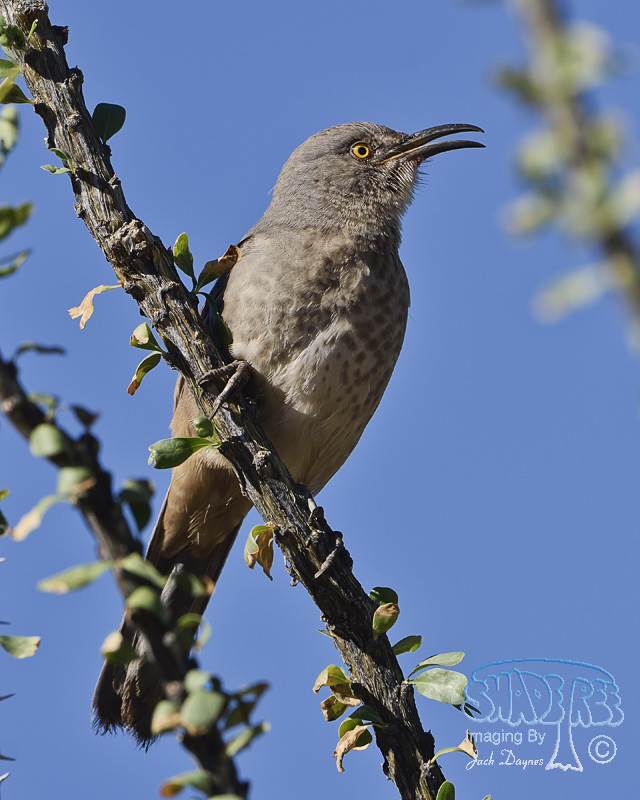 Curve-Billed Thrasher - Toxostoma curvirostre