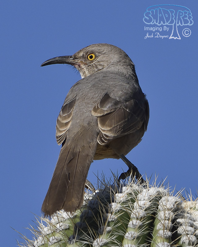 Curve-Billed Thrasher - Toxostoma curvirostre