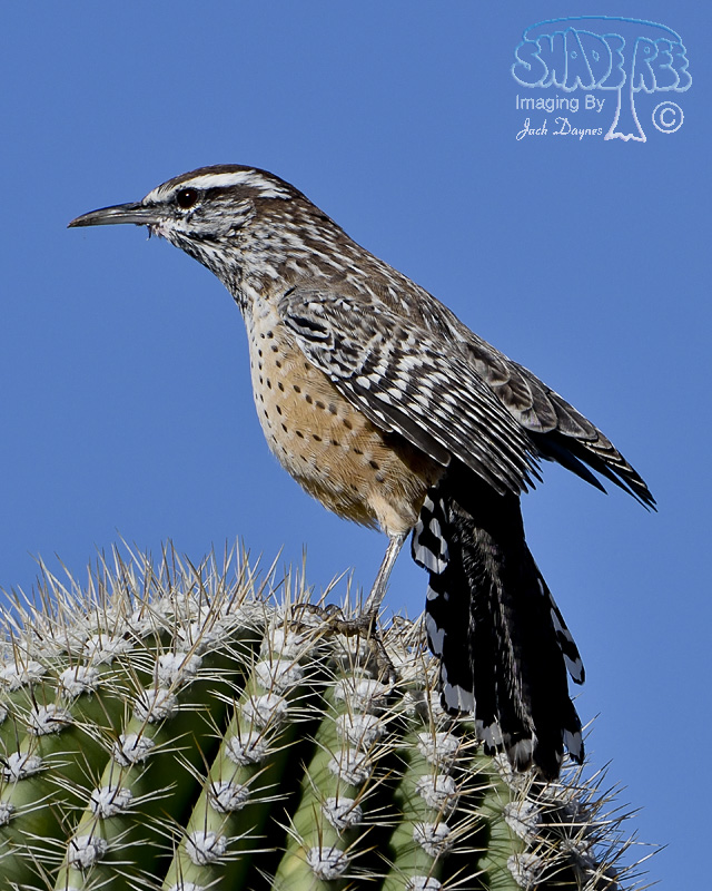 Cactus Wren - Campylorhynchus brunneicapillus