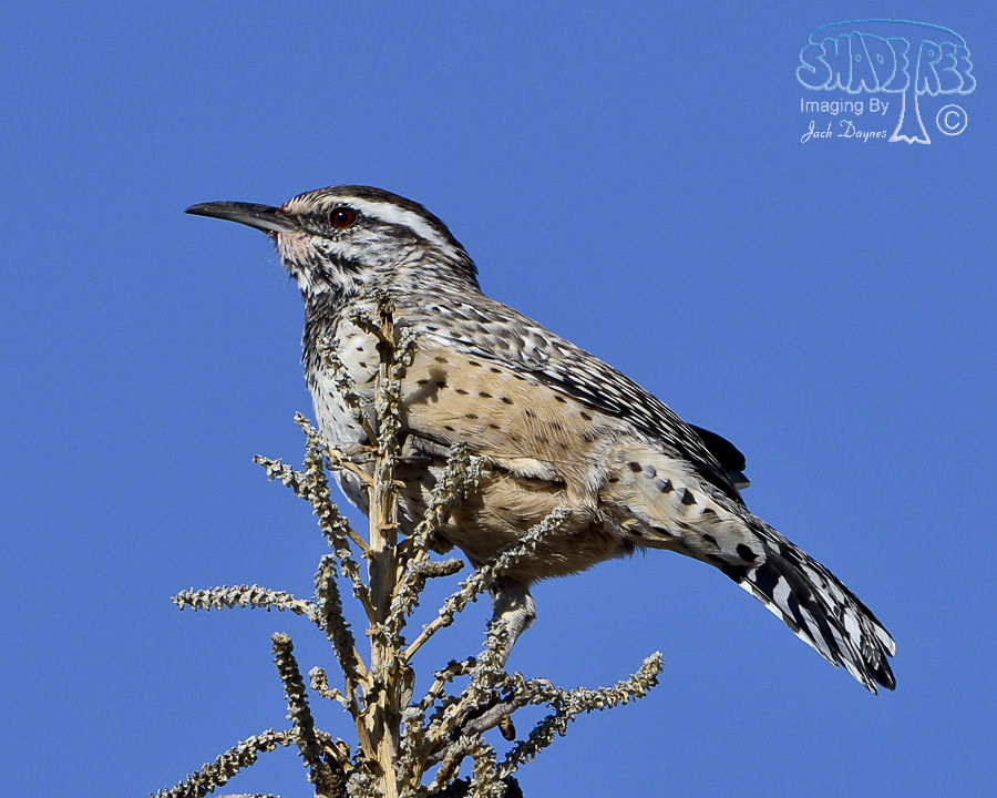 Cactus Wren - Campylorhynchus brunneicapillus