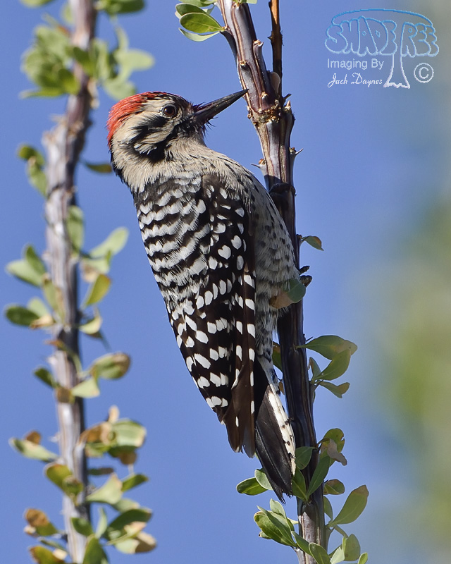 Ladder-Backed Woodpecker - Phasianus colchicus