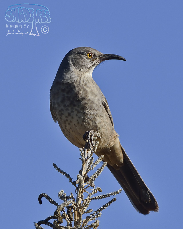 Curve-Billed Thrasher - Toxostoma curvirostre