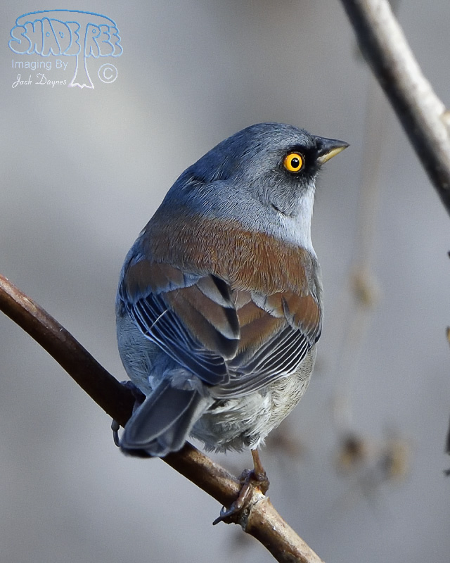 Yellow-Eyed Junco - Junco phaeonotus