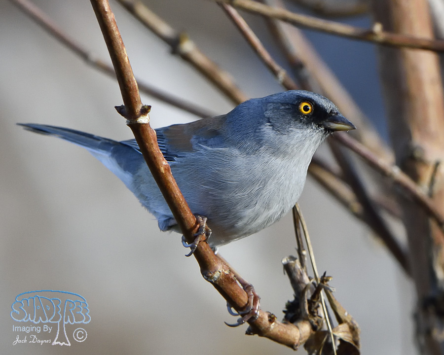 Yellow-Eyed Junco - Junco phaeonotus