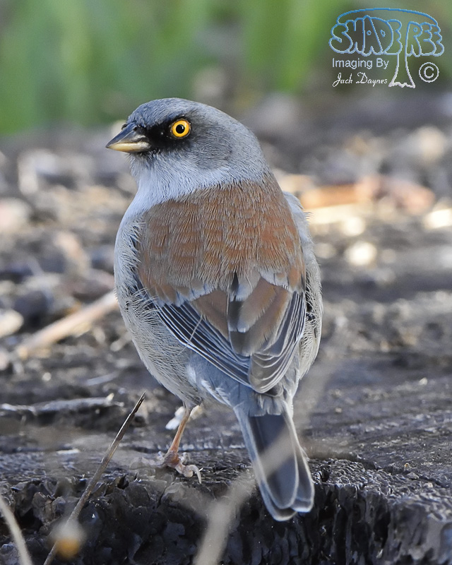 Yellow-Eyed Junco - Junco phaeonotus