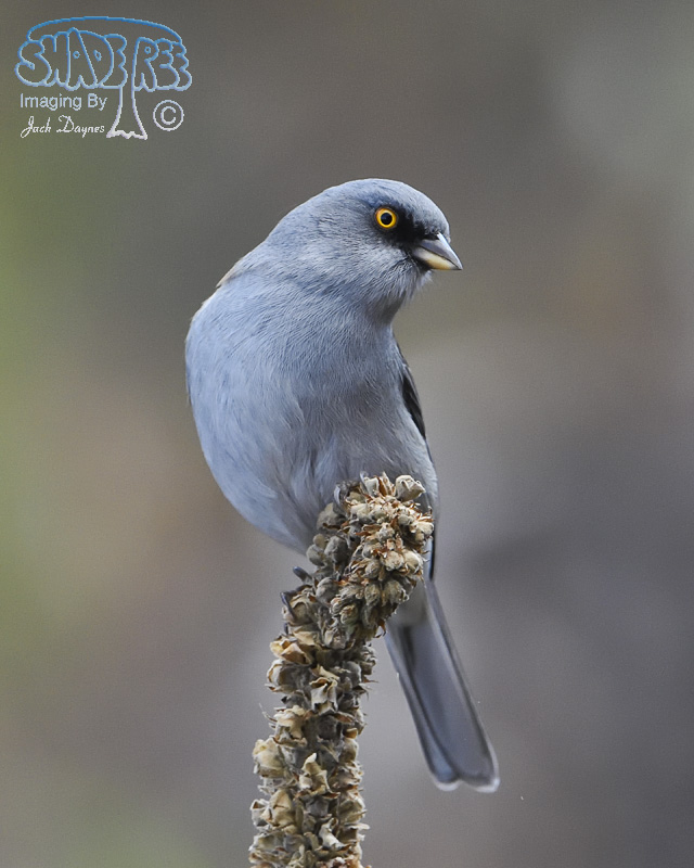 Yellow-Eyed Junco - Junco phaeonotus