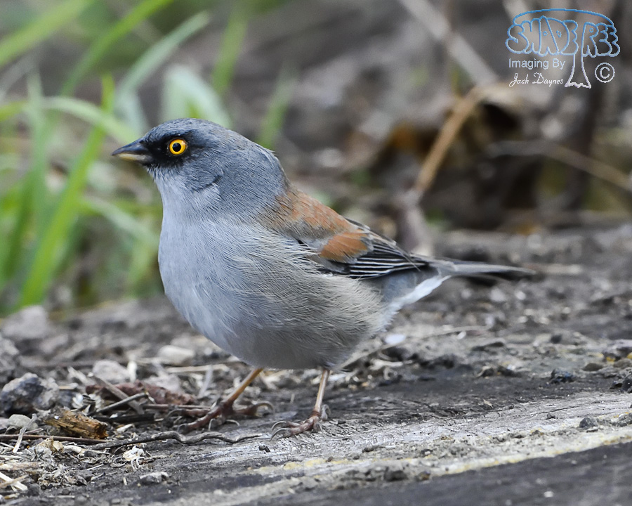 Yellow-Eyed Junco - Junco phaeonotus