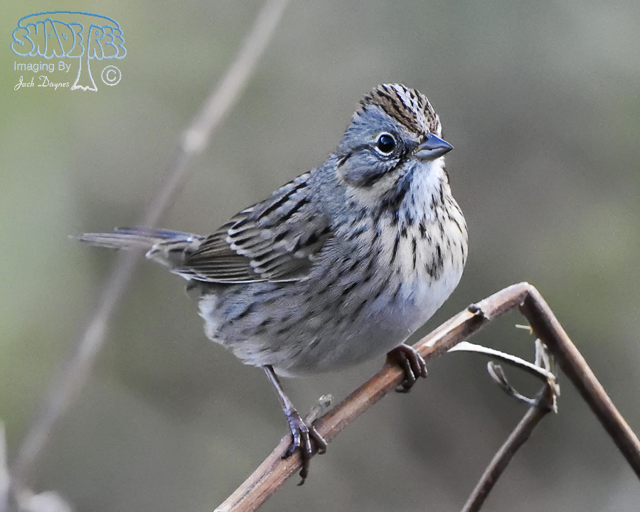 Lincoln's Sparrow - Melospiza lincolnii