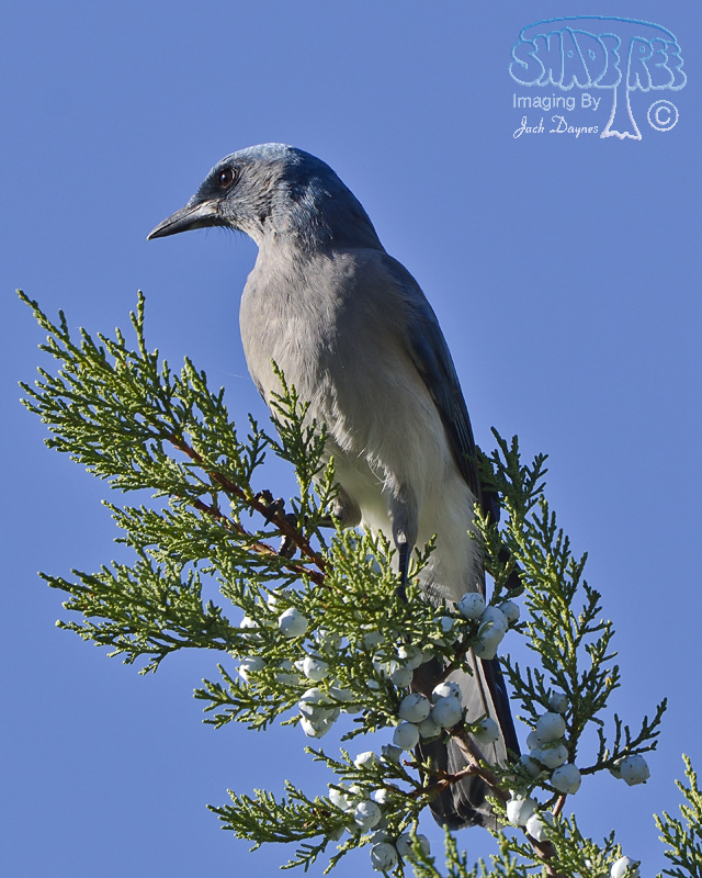 Mexican Jay - Aphelocoma ultramarina