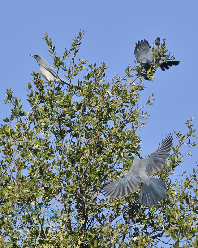 Mexican Jay - Aphelocoma ultramarina