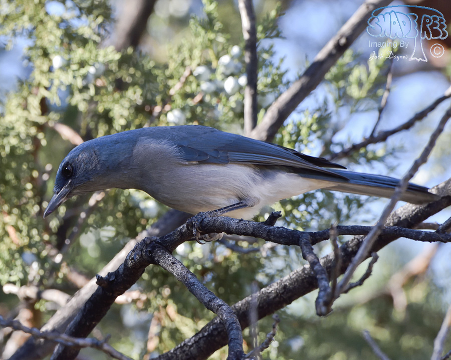 Mexican Jay - Aphelocoma ultramarina