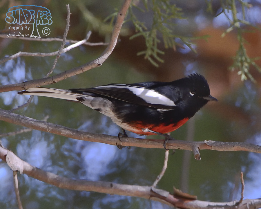 Painted Redstart - Myioborus pictus