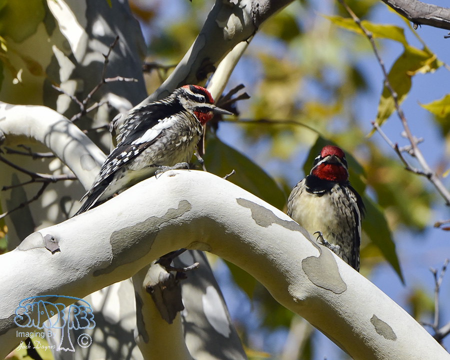 Red-Naped Sapsucker - Sphyrapicus nuchalis