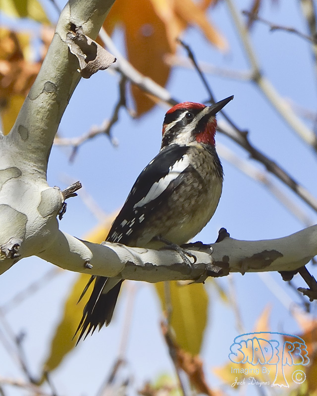 Red-Naped Sapsucker - Sphyrapicus nuchalis
