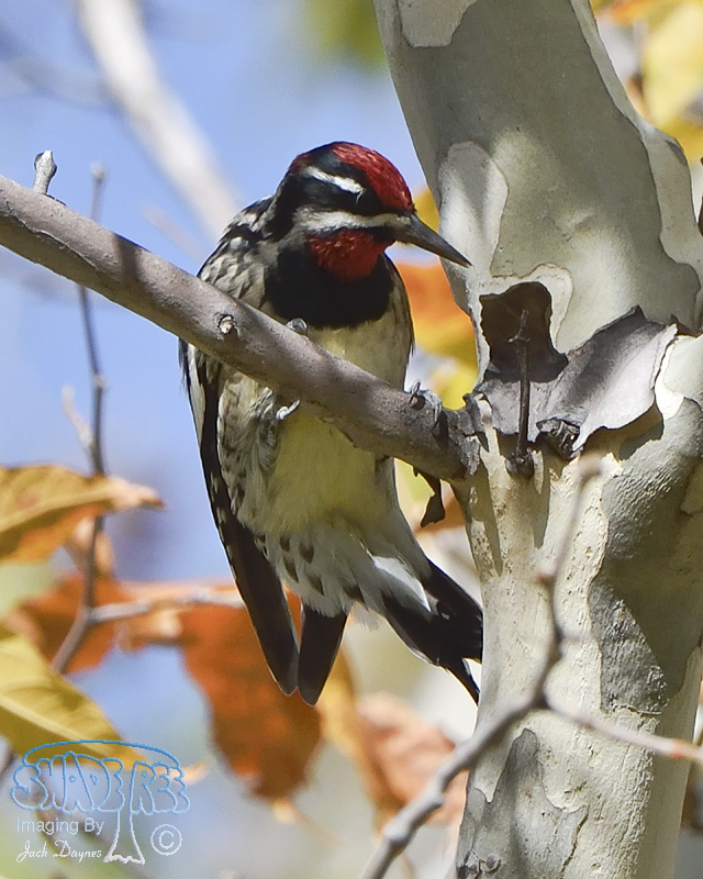 Red-Naped Sapsucker - Sphyrapicus nuchalis
