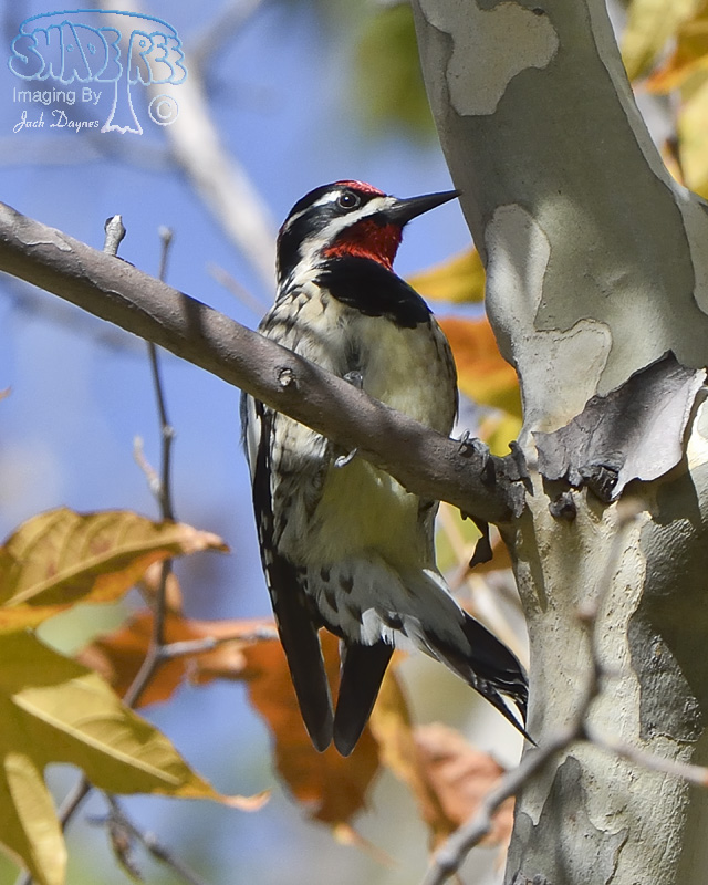 Red-Naped Sapsucker - Sphyrapicus nuchalis