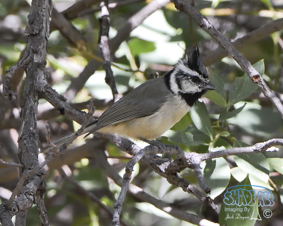 Bridled Titmouse - Baeolophus wollweberi