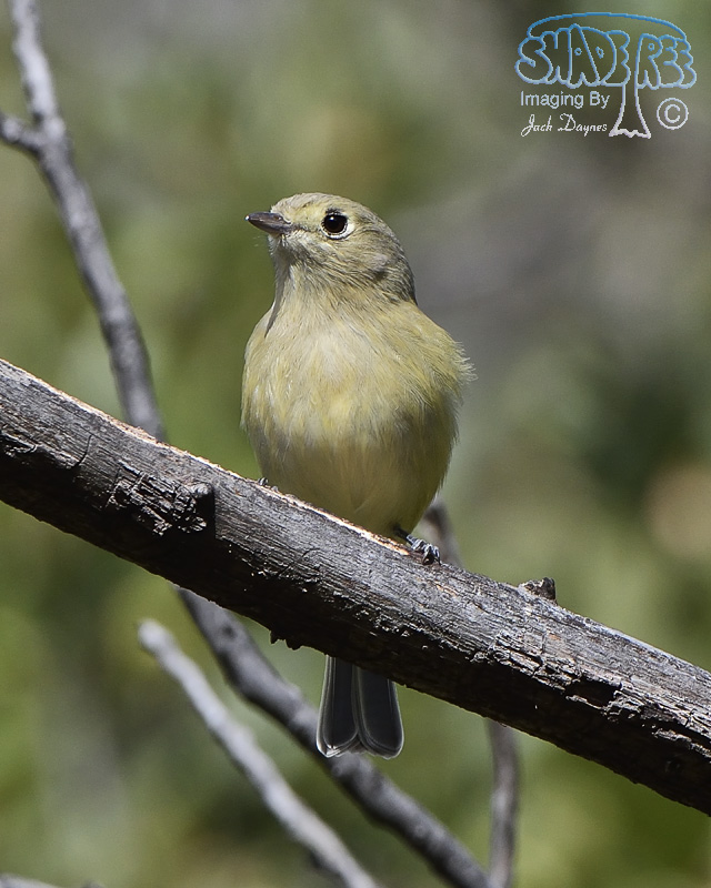 Hutton's Vireo - Vireo huttoni