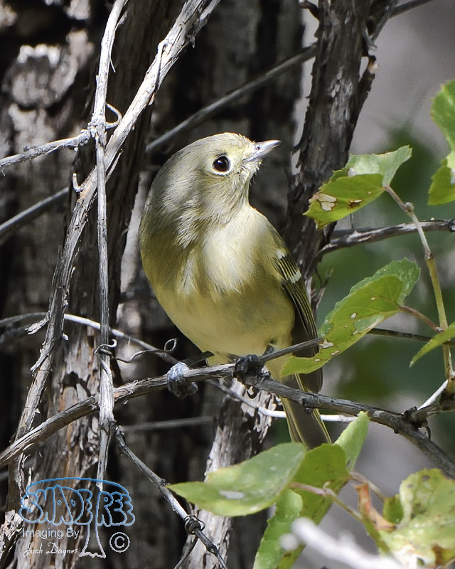 Hutton's Vireo - Vireo huttoni