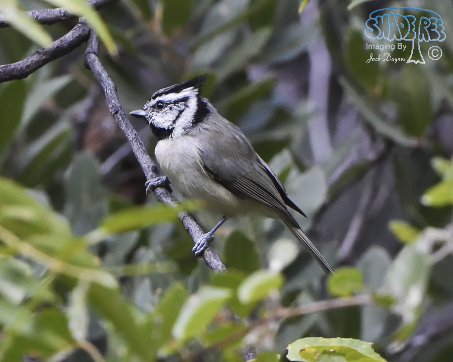 Bridled Titmouse - Baeolophus wollweberi