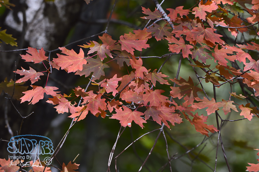 Autumn Oaks - Unknown