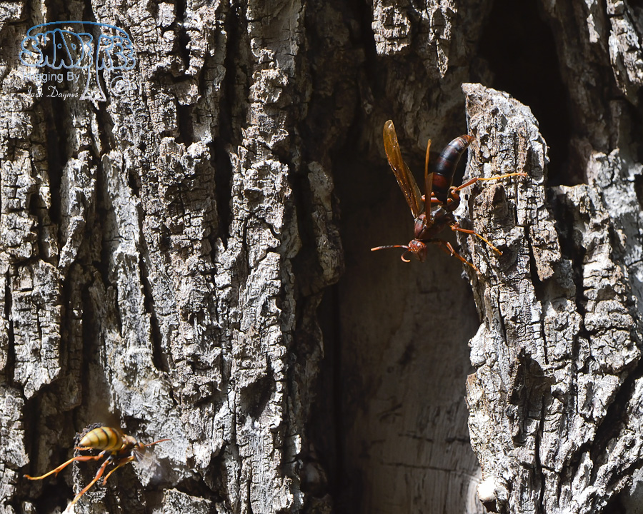 Unknown Wasp Species - Unknown