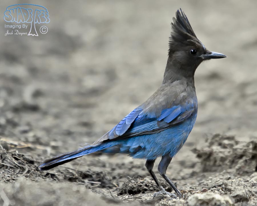 Steller's Jay - Cyanocitta stelleri