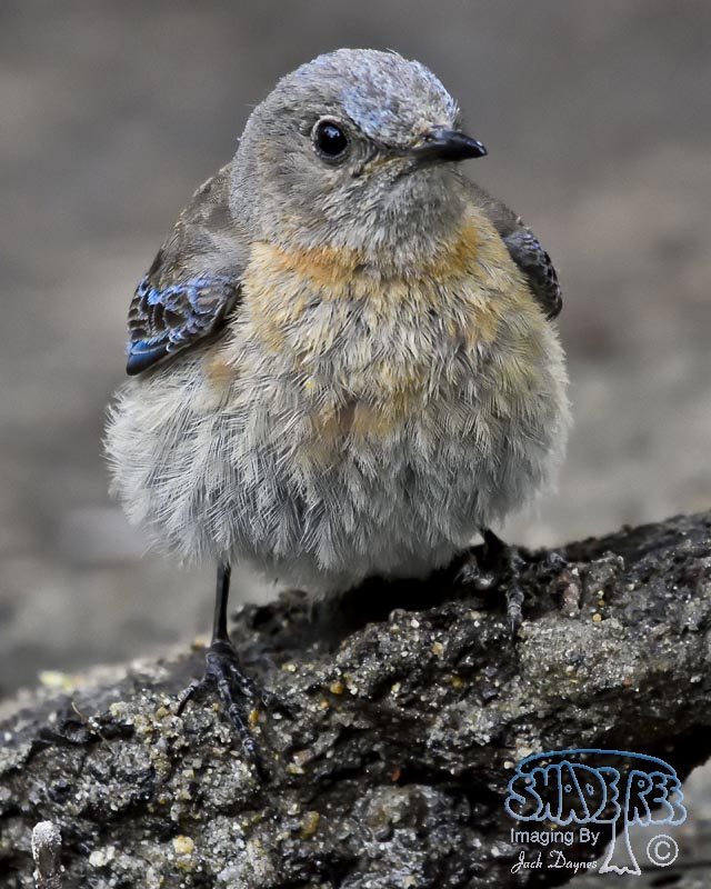 Western Bluebird - Sialia mexicana