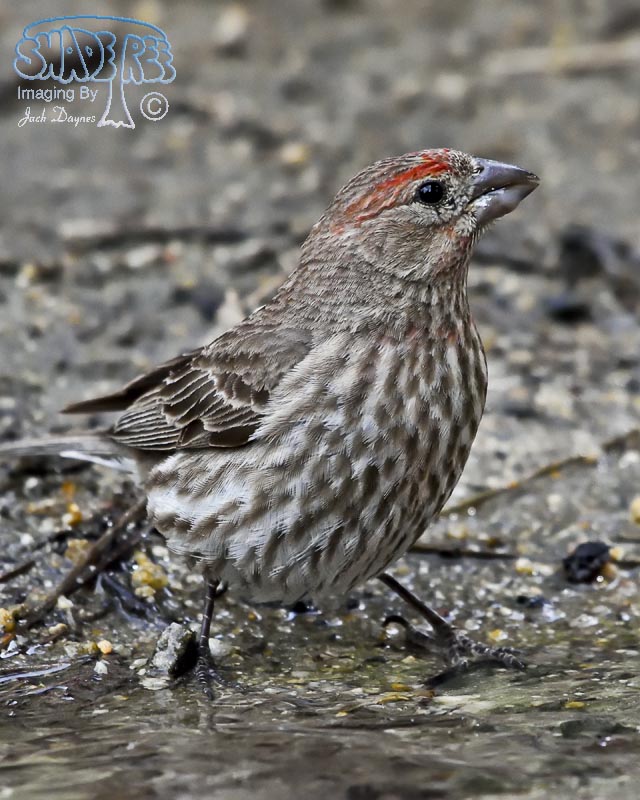 Purple Finch - Carpodacus purpureus