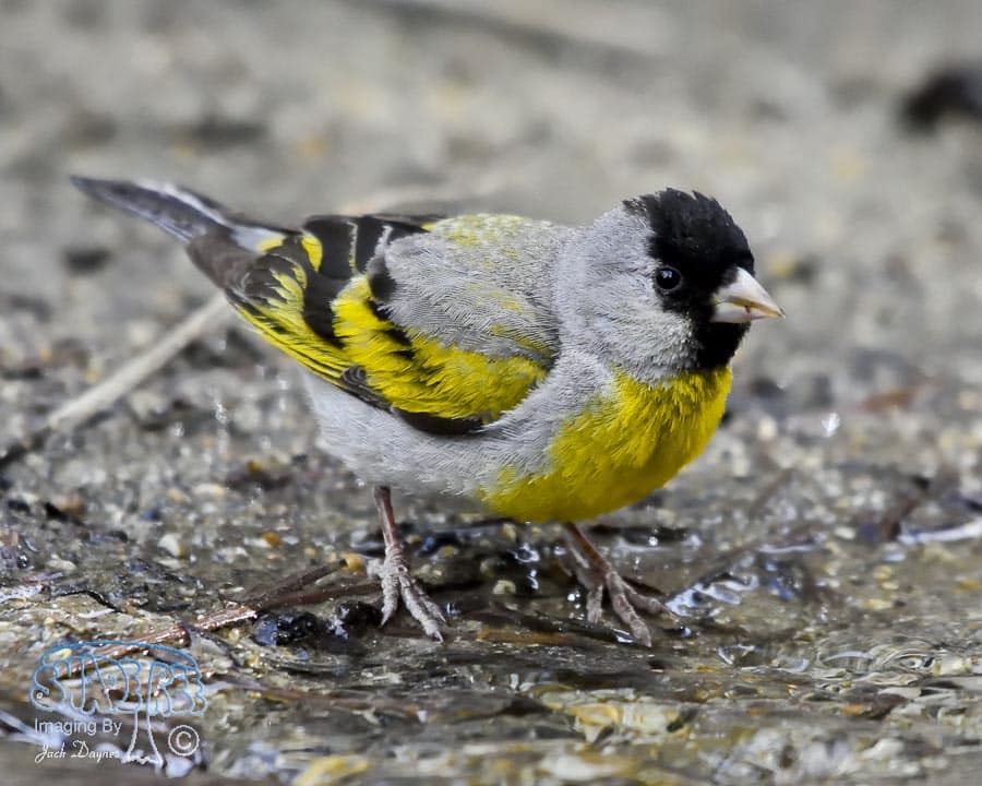 Lawrence's Goldfinch - Carduelis lawrencei