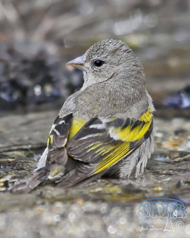 Lawrence's Goldfinch - Carduelis lawrencei