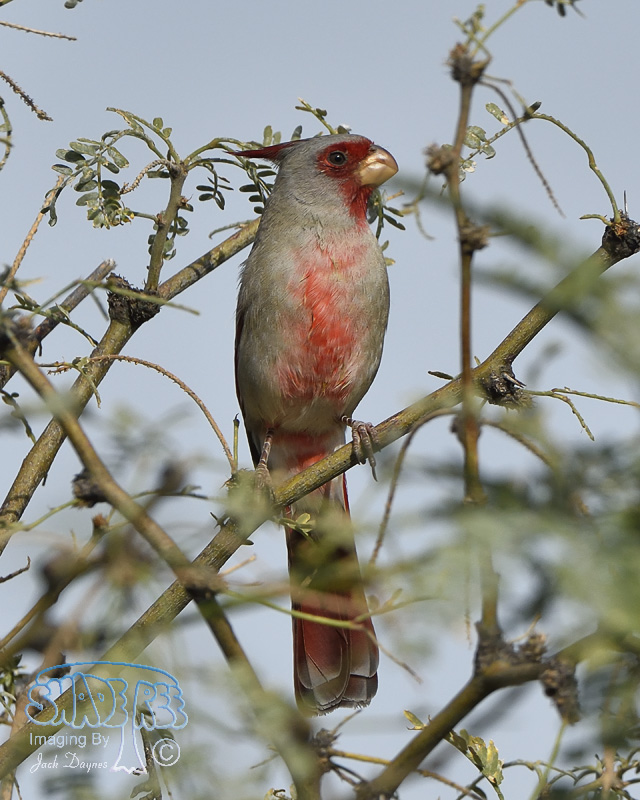 Pyrrhuloxia - Cardinalis sinuatus