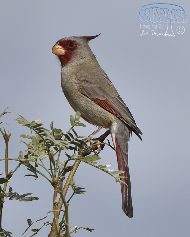 Pyrrhuloxia - Cardinalis sinuatus