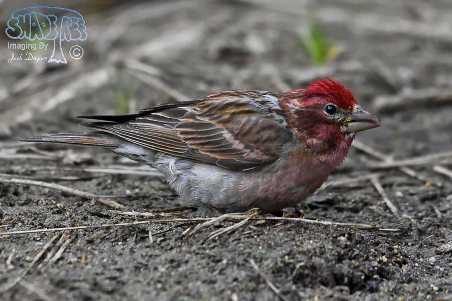 Cassin's Finch - Haemorhous cassinii