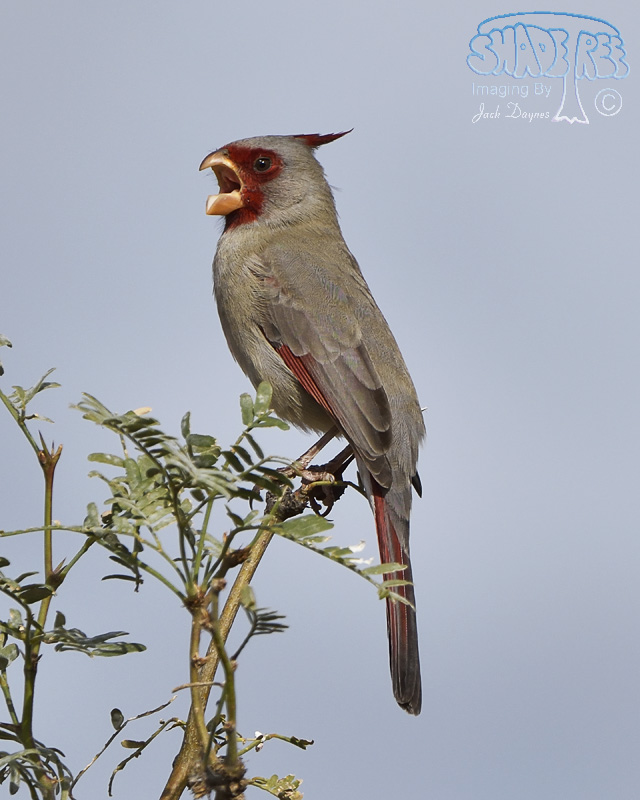 Pyrrhuloxia - Cardinalis sinuatus