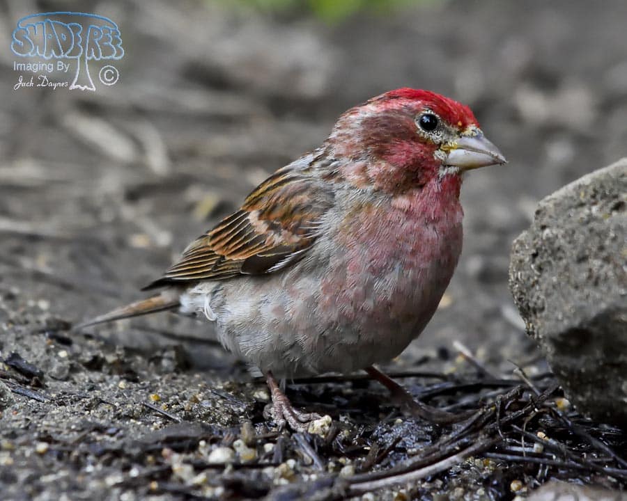 Cassin's Finch - Haemorhous cassinii