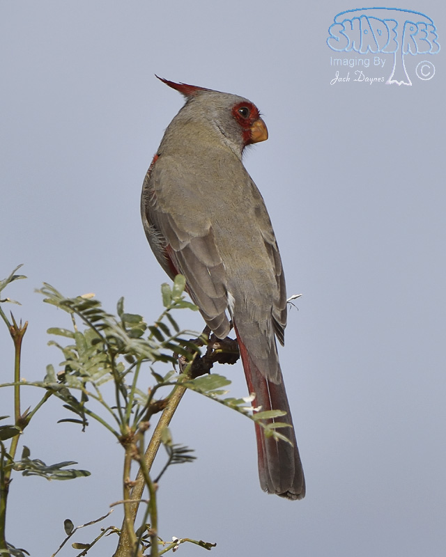 Pyrrhuloxia - Cardinalis sinuatus