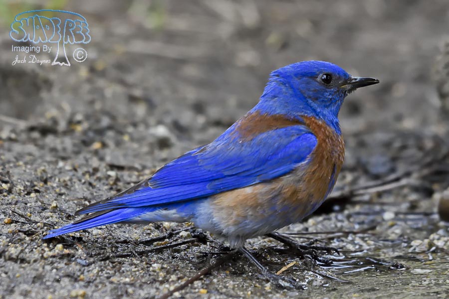 Western Bluebird - Sialia mexicana