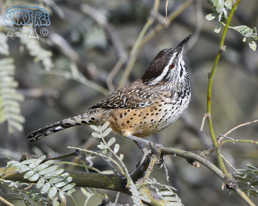 Cactus Wren - Campylorhynchus brunneicapillus